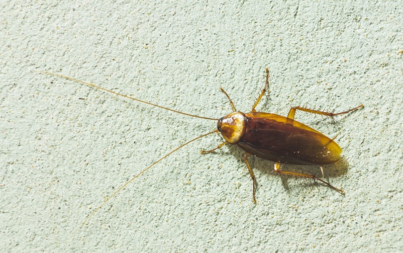 Asian Cockroach