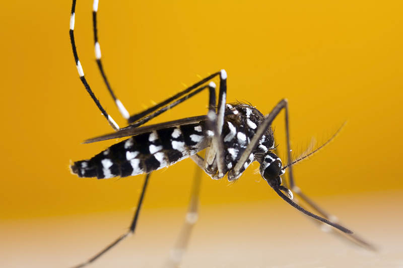 Asian Tiger Mosquito (Aedes albopictus)