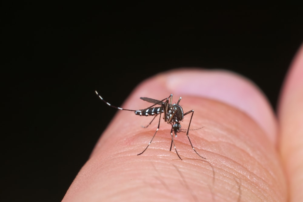 Asian Tiger Mosquitoes