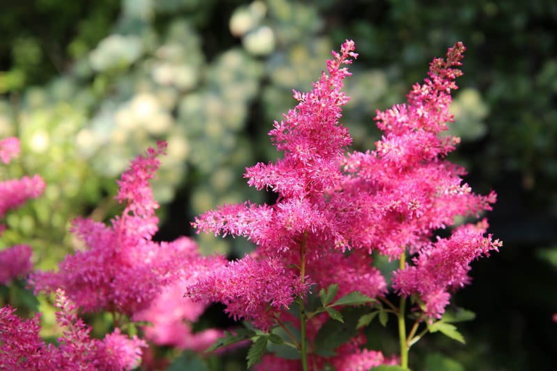 Astilbe plant