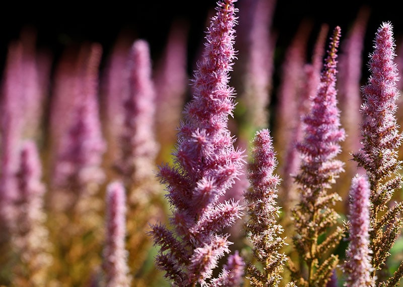 Astilbe