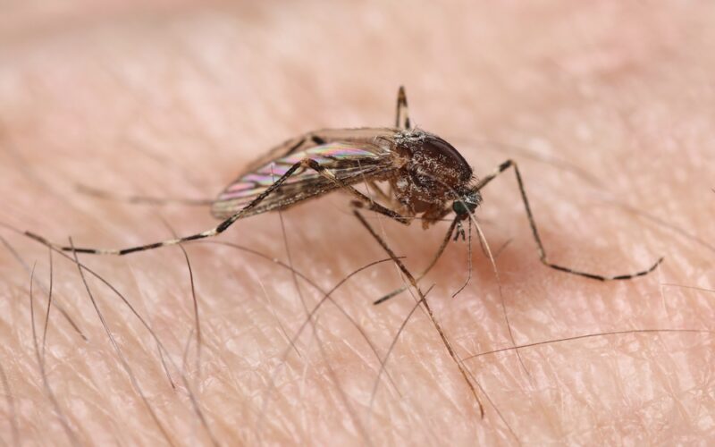Banded Spring Mosquitos