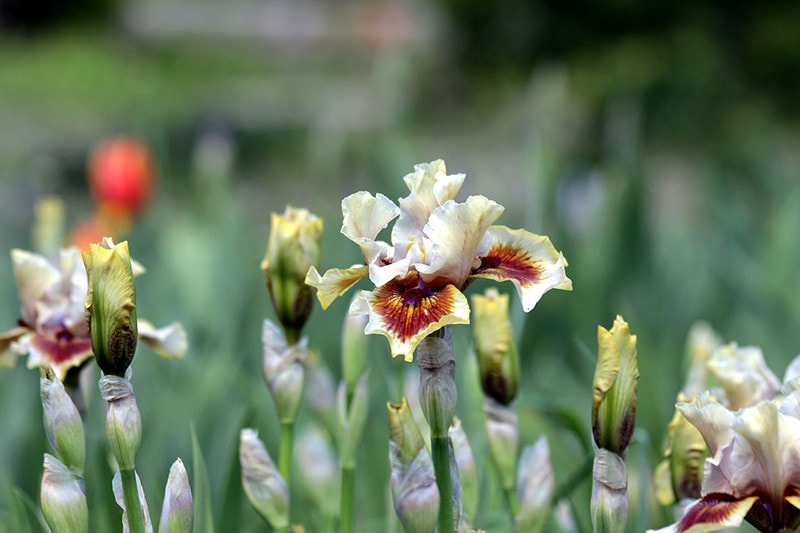Bearded Irises