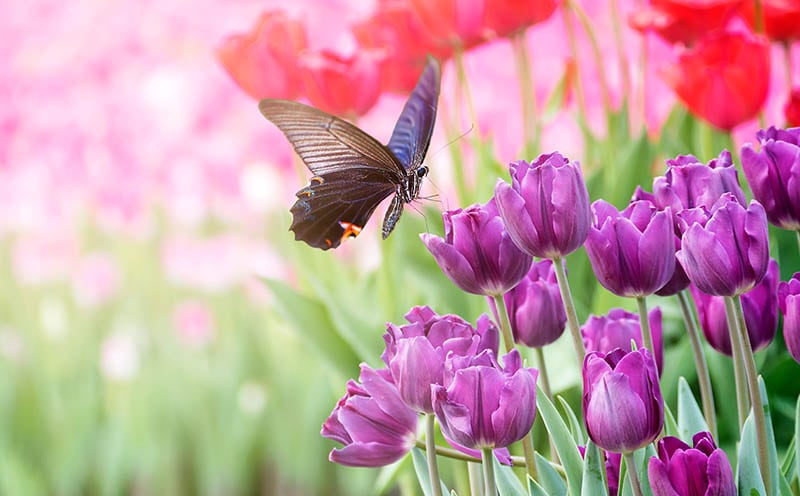 Beautiful tulips flower in tulip field and butterfly