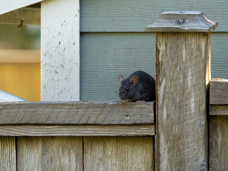 Black rat (Rattus rattus) lurking on top of a wooden fence