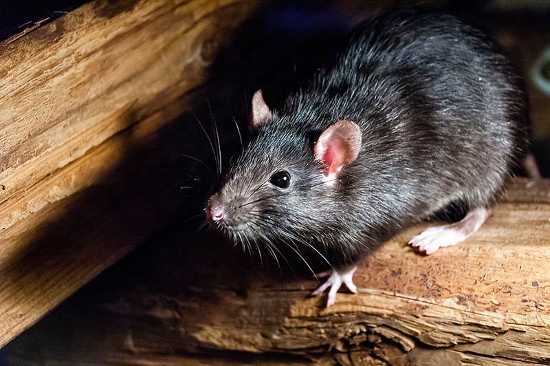 Black rat (Rattus rattus)