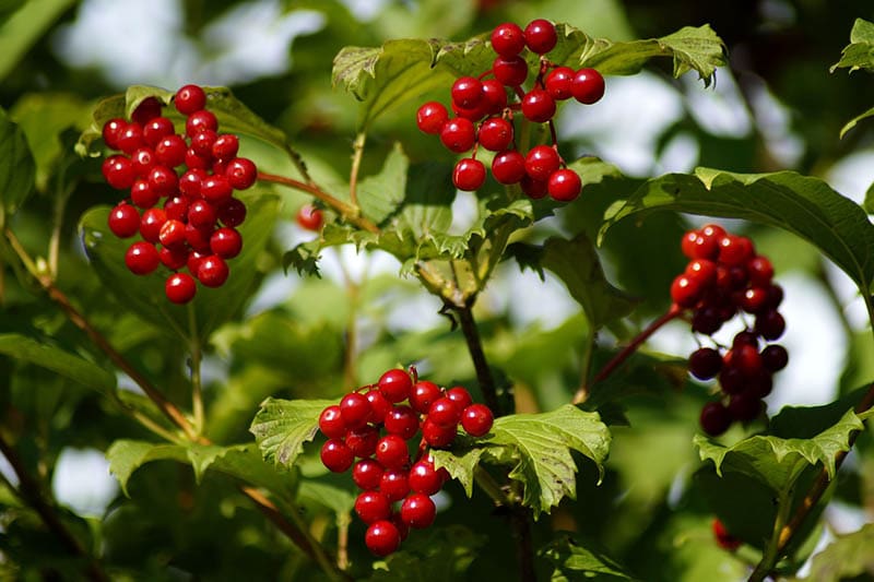 Bloodberry