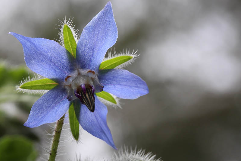 Blue Borage