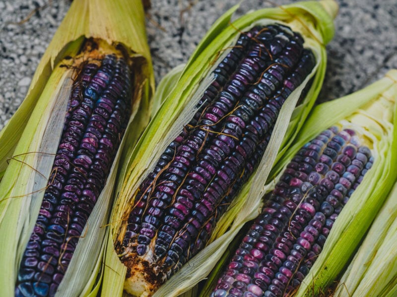 Blue Hopi Corn