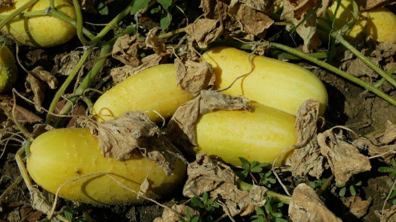 Boothby's Blond Cucumber