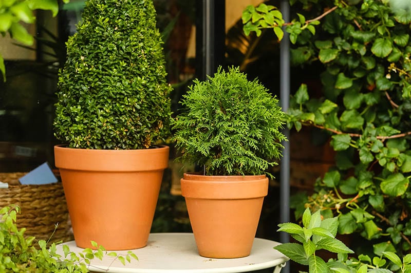 Boxwood plants with a green leaf