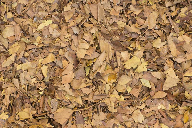 Broken Leaf Mulch Non sharpen