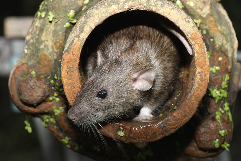 Black rat (Rattus rattus) lurking on top of a wooden fence