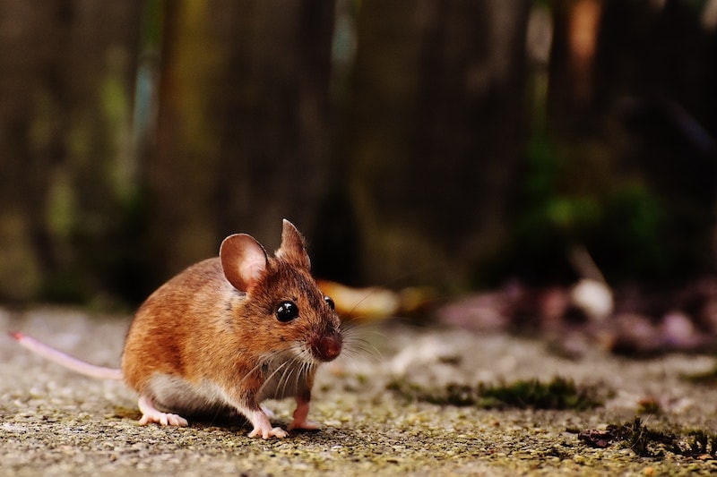 Brush mouse