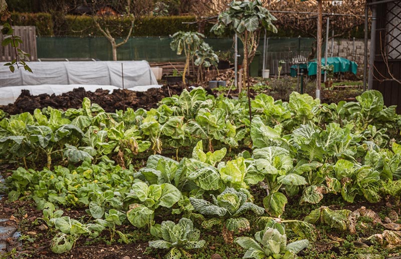 Brussel sprouts, cabbages grow along side brassicas and other plants
