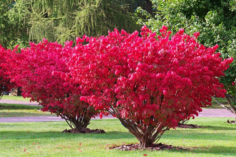 Burning Bush red plant