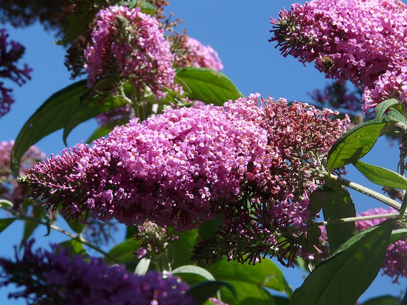 Butterfly Bushes