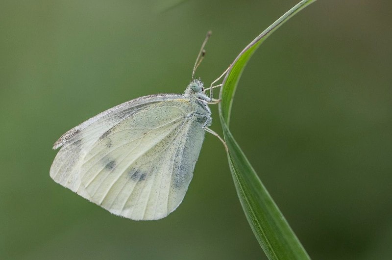 Butterfly Small White - Pieris rapae