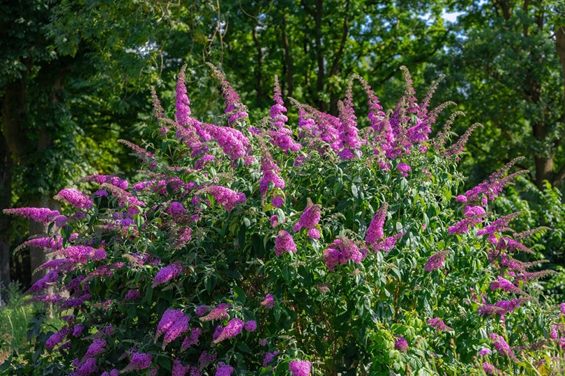 Butterfly bush