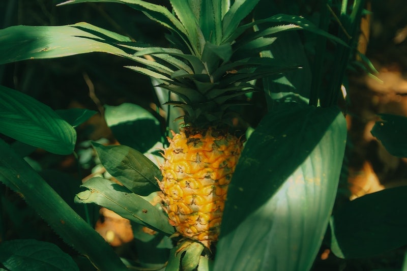 Cabezona Pineapple