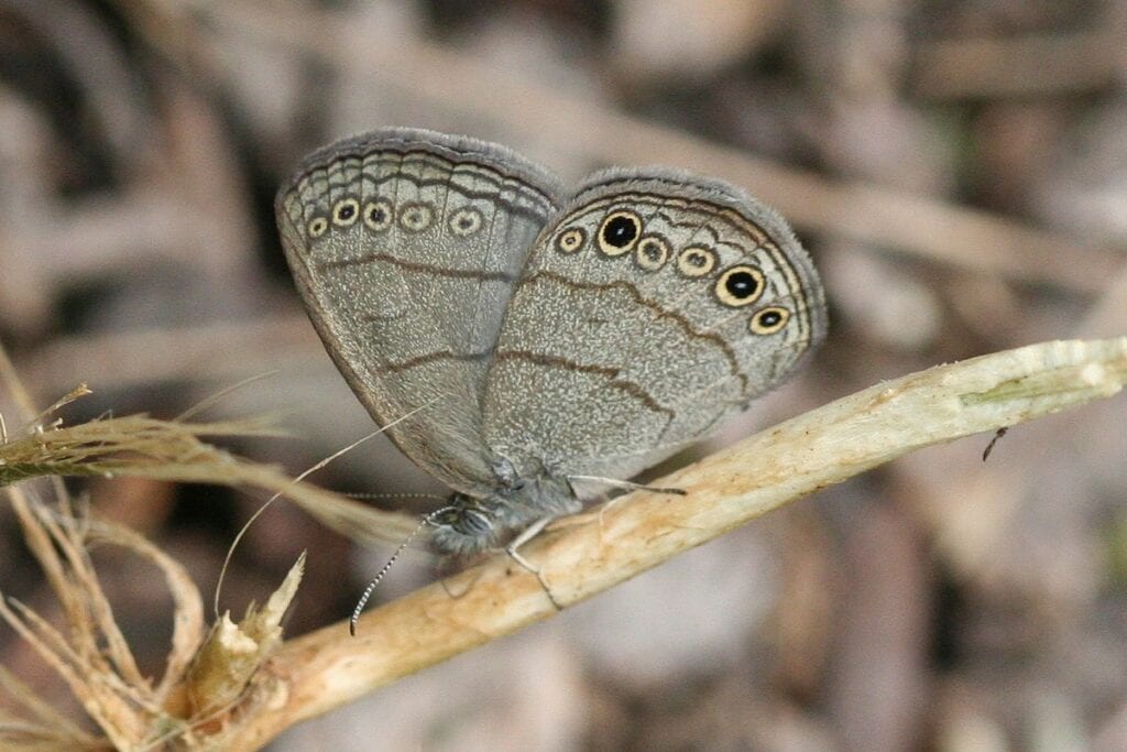 Carolina satyr (Hermeuptychia sosybius) ventral