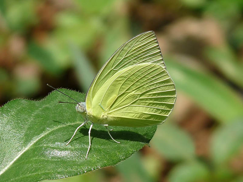 Catopsilia_pomona_by_kadavoor_Jeevan Jose