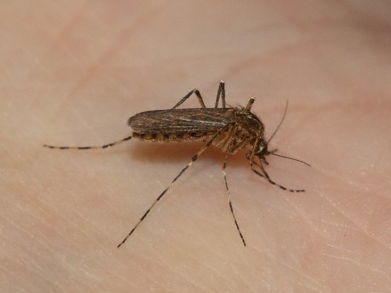 Cattail Mosquito (Coquillettidia perturbans)