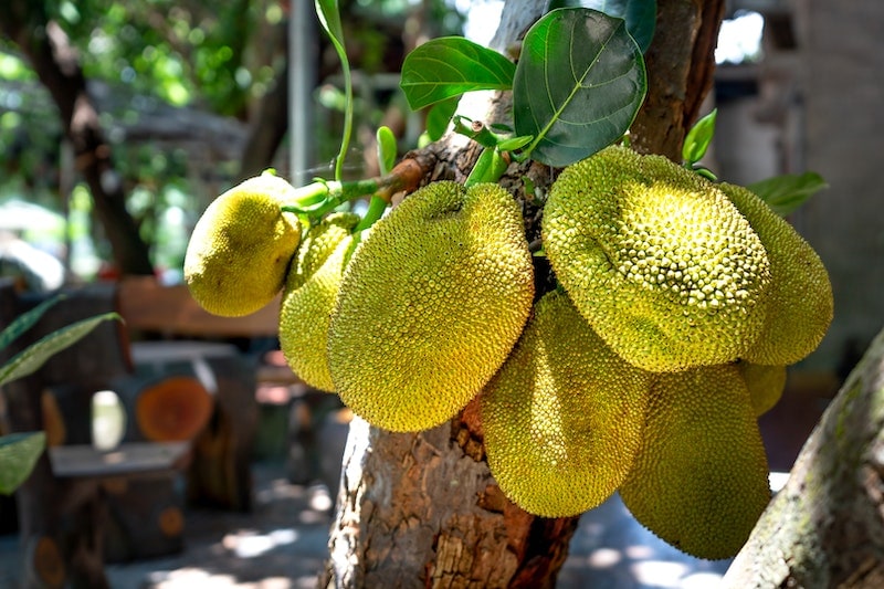 Cheena Jackfruit