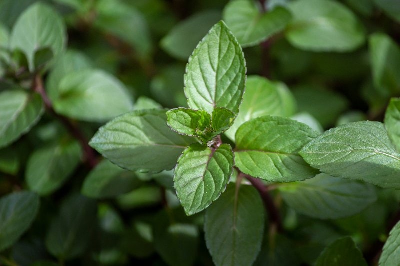 Chocolate Mint (Mentha x piperita f. citrata “Chocolate”)