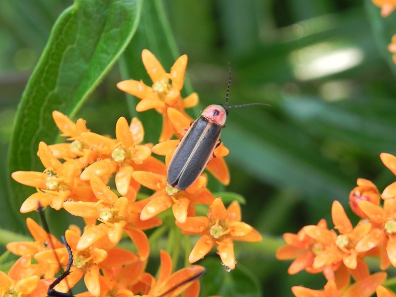 Close up Macro Firefly