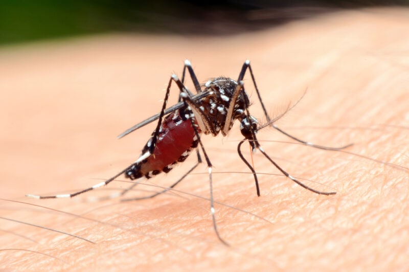 Close-up a mosquito sucking blood, anopheles