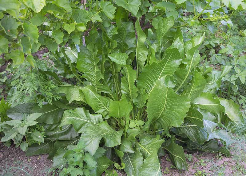 Closeup shot of fresh horseradish leaves in the garden