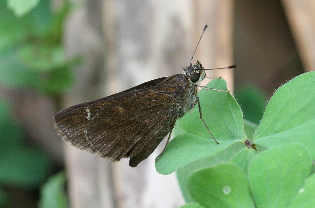 Clouded Skipper (Lerema accius)
