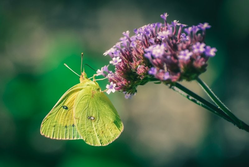 Cloudless Sulphur butterfly on a purple flower