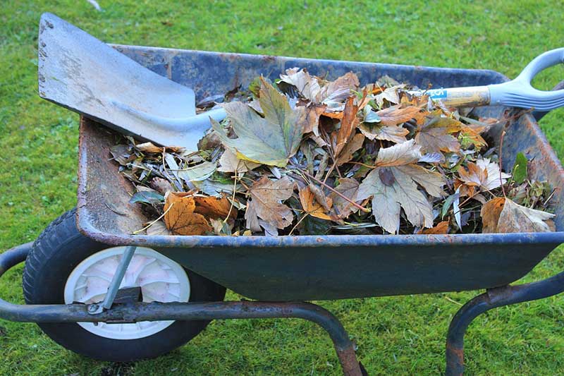 Collecting leaves