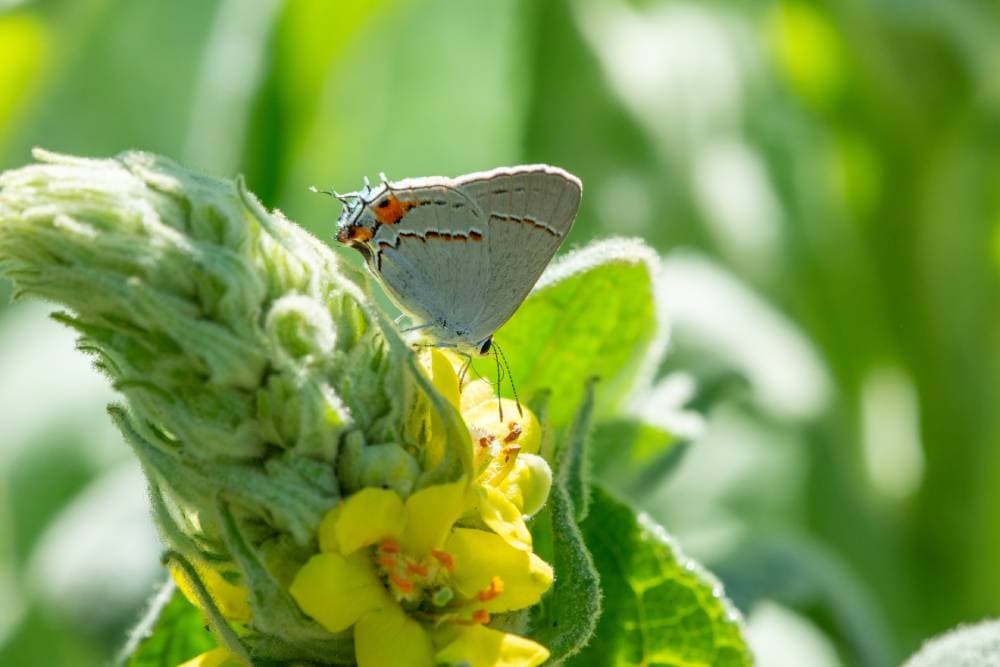 Colorado hairstreak