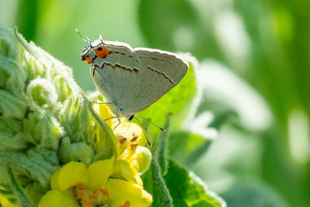 Colorado Hairstreak