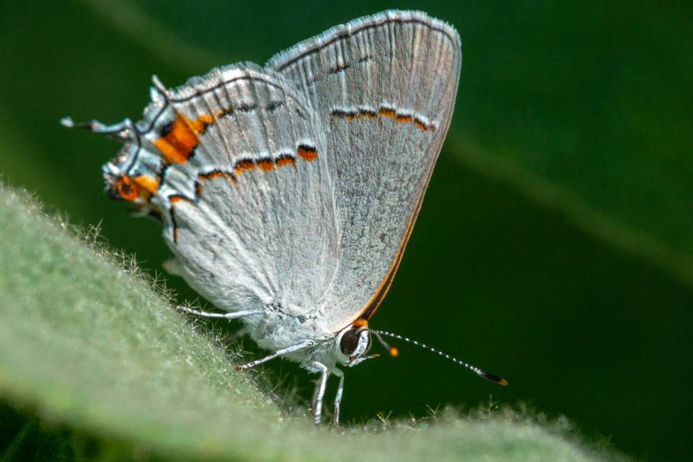 Colorado hairstreak