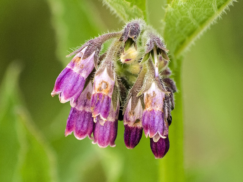 Comfrey Plant