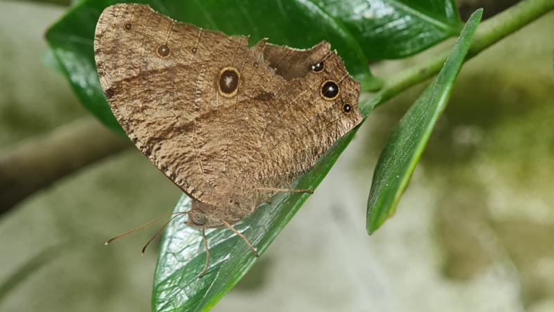 Common Evening Brown (Melanitis leda)