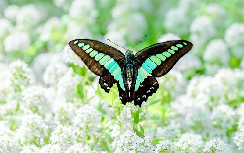 Common bluebottle or blue triangle butterfly