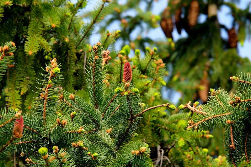 Conifers