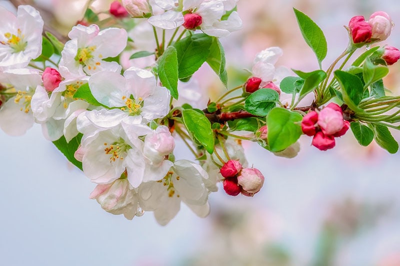 Crabapple
