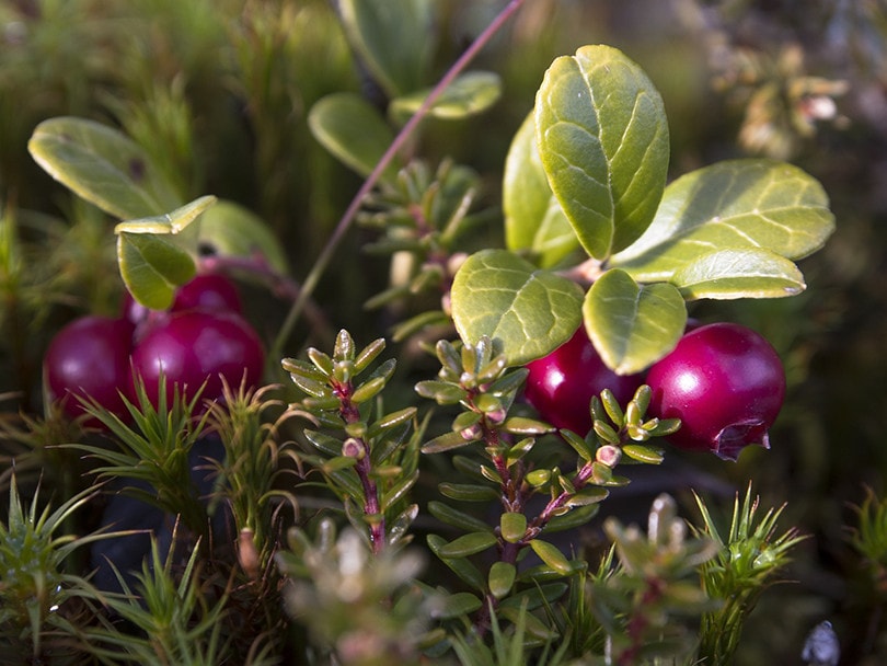 Cranberry Plant