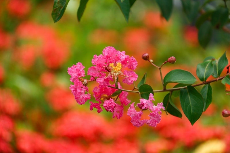 Crepe Myrtle