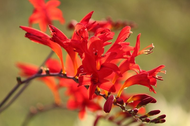 Crocosmia flowers, commonly known as montbretia