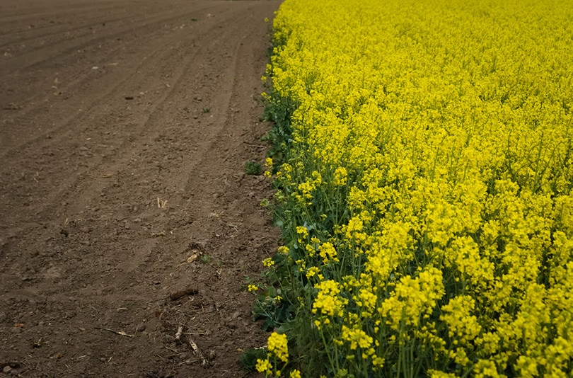 Crop Rotation Garden