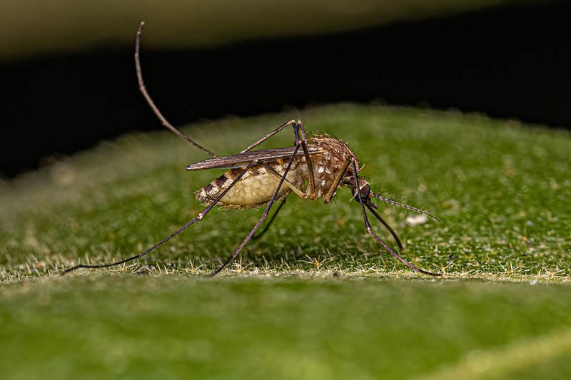 Culex quinquefasciatus