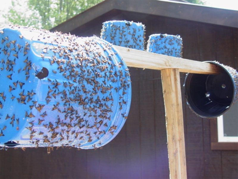 DIY Outdoor Sticky Fly Trap