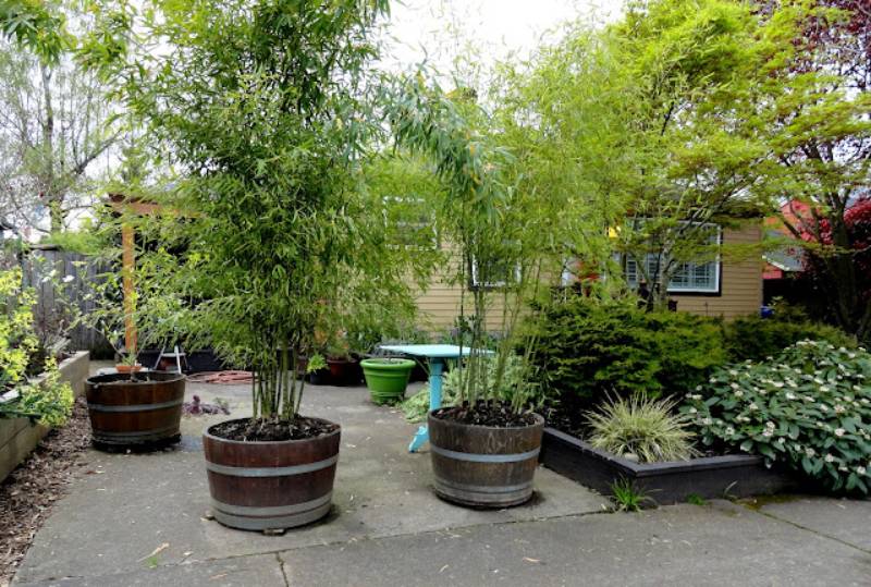DIY bamboo for privacy